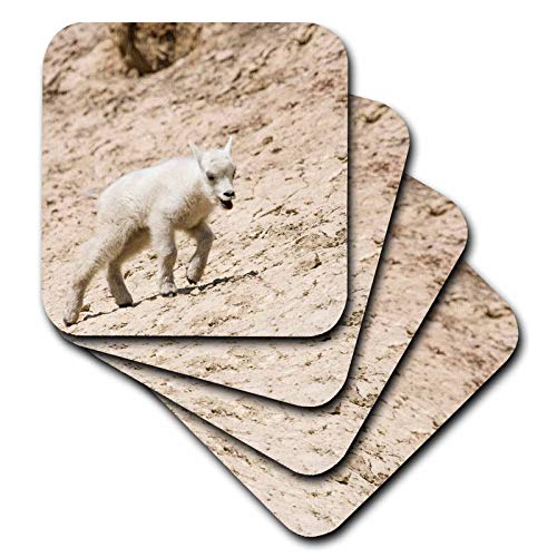 Set of 8 Coasters - Soft - Banff NP, Alberta, Canada. Baby Mountain Goat at a Salt Lick. Animals
