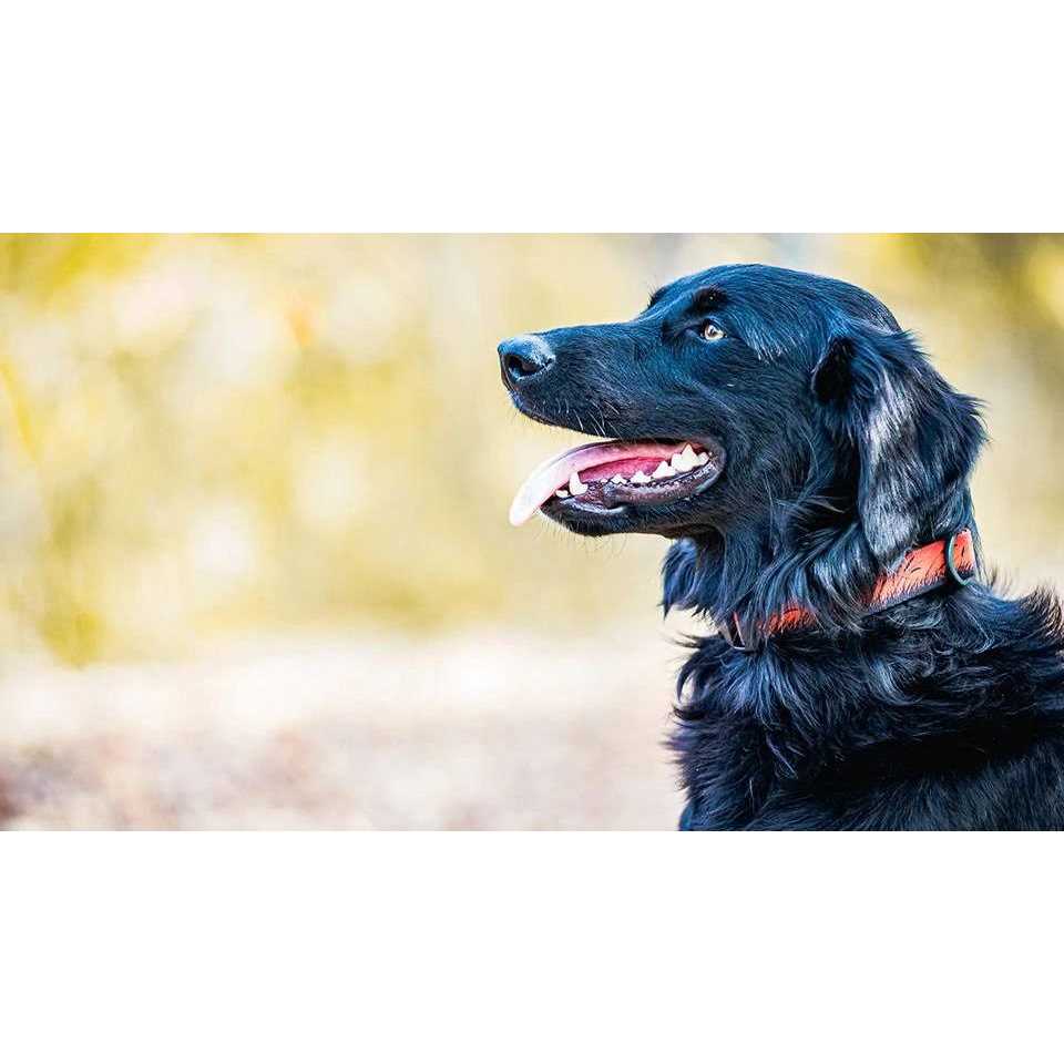 Stunt Puppy Pines Collar - Pet Supplies online store