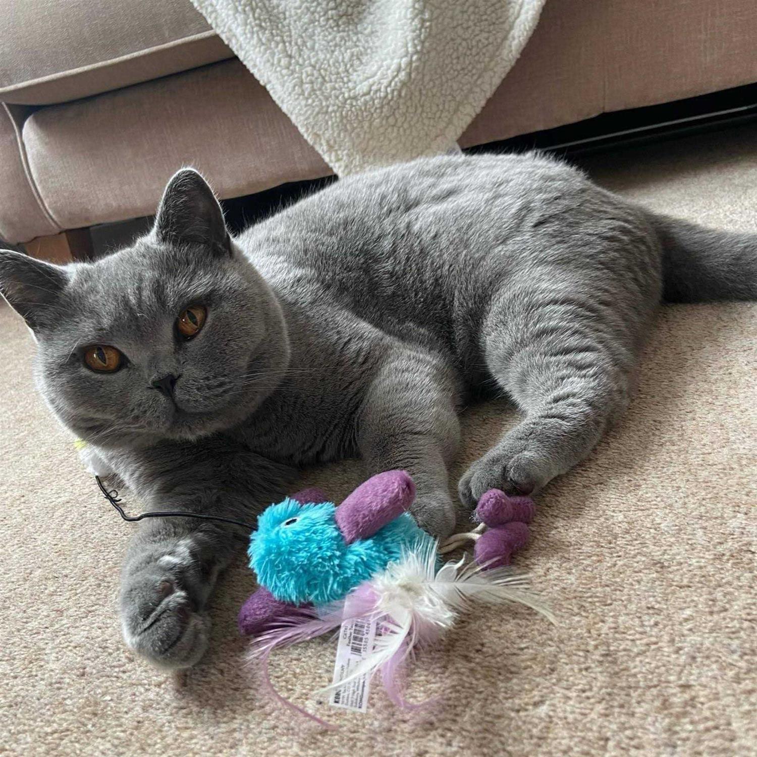 KONG Feather Teaser Cat Toy - Pet Supplies online store