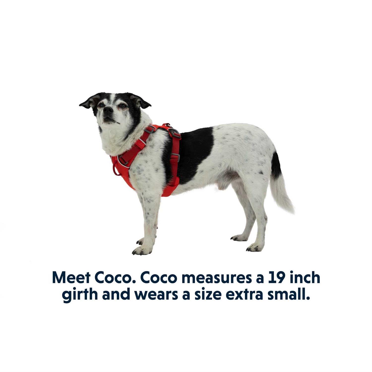 Front Range Harness Ruffwear - Pet Supplies online store