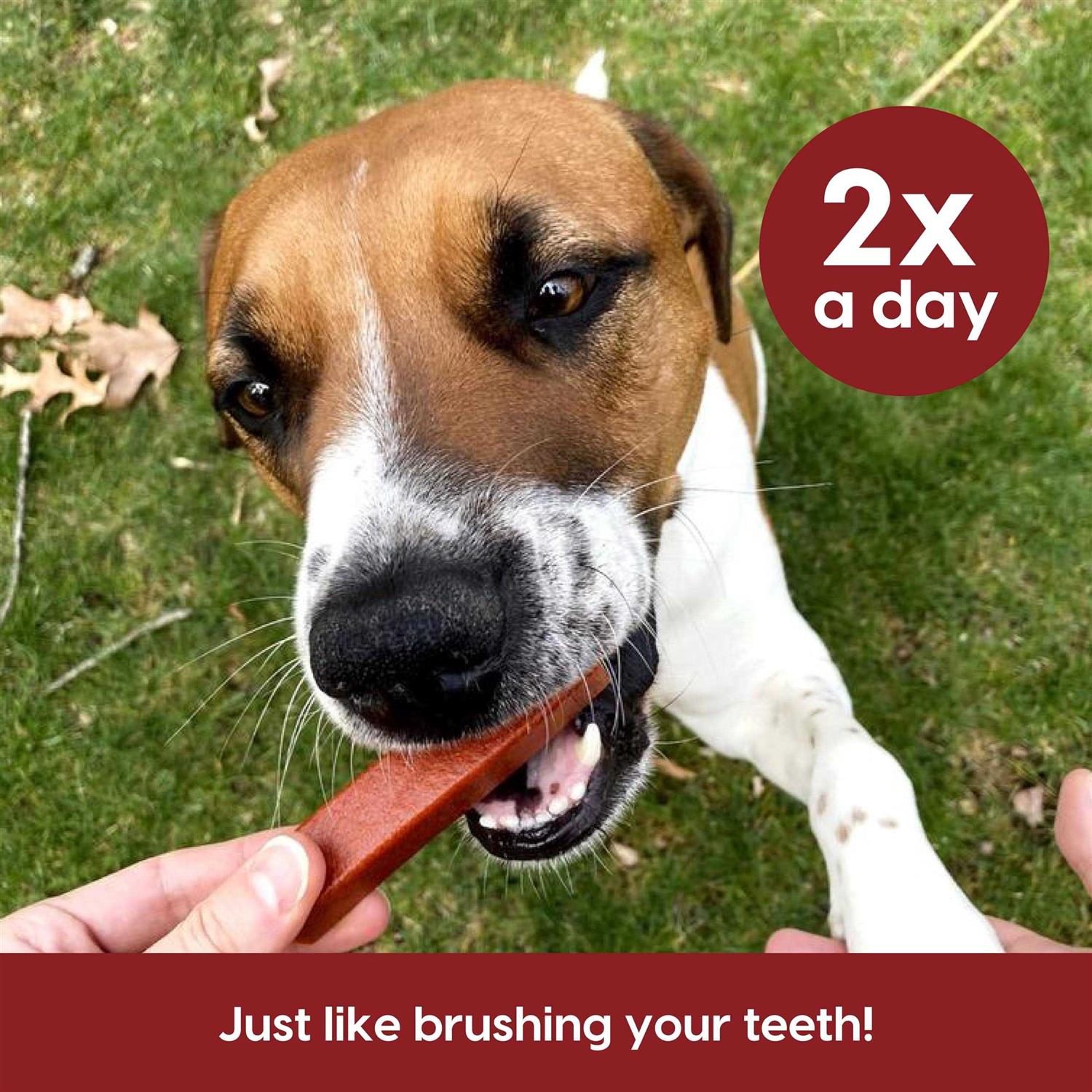 Ark Naturals Protection+ Brushless Toothpaste Fortified Dental Dog Chews - Pet Supplies online store