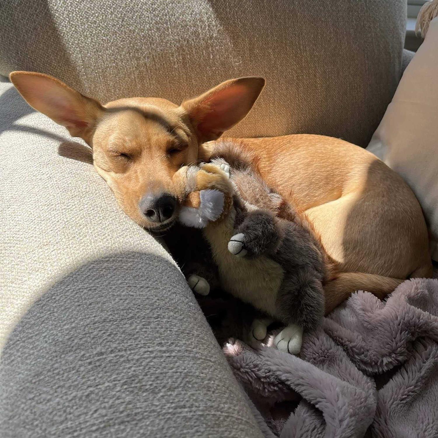 Ruffin' It Woodlands Squirrel Plush Dog Toy - Pet Supplies online store