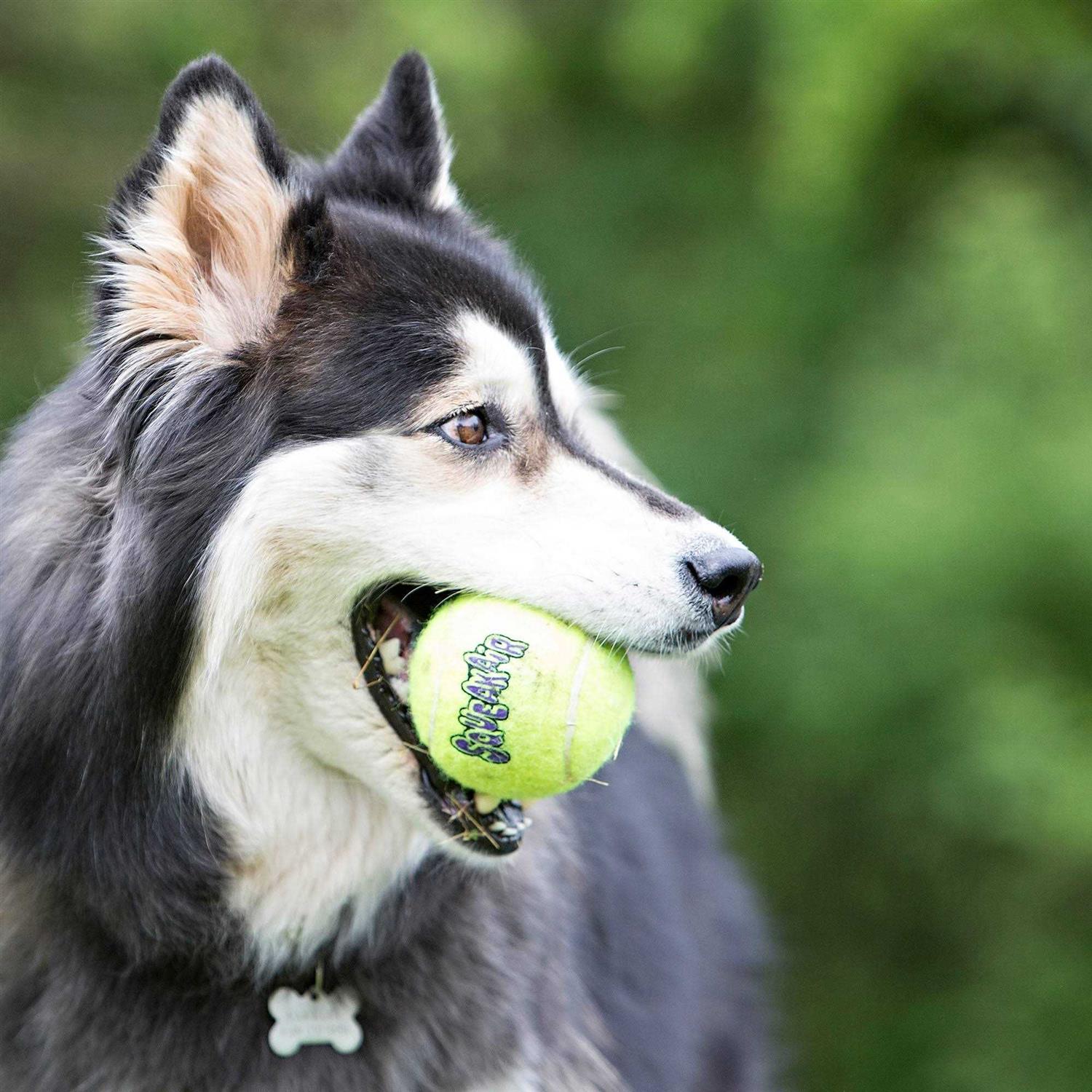 Kong Ball - Pet Supplies online store