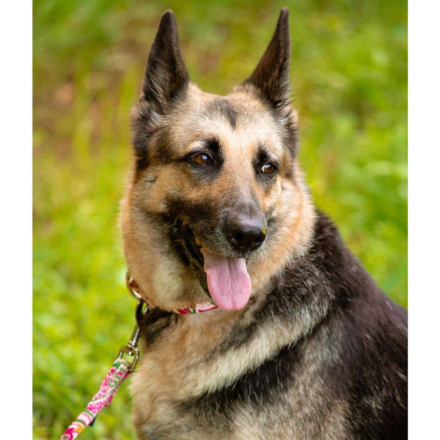 Country Brook Petz Martingale Dog Collar - Pet Supplies online store