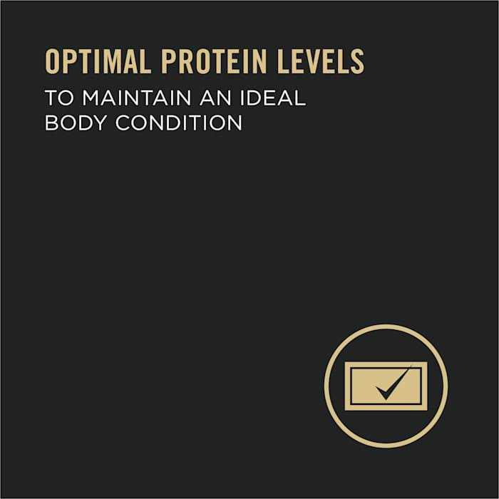 Purina Pro Plan High Protein Wet Dog Food - Pet Supplies online store