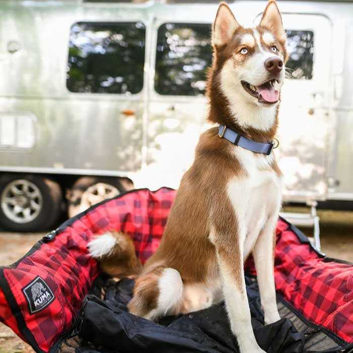 Kuma Lazy Bear Dog Bed - Pet Supplies online store