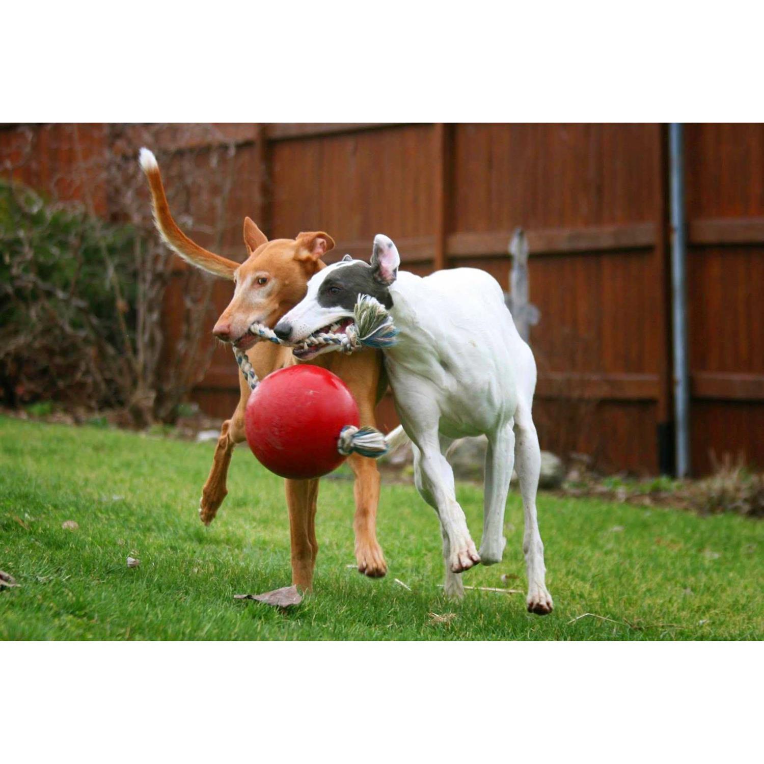 Jolly Pets Romp n Roll - Pet Supplies online store