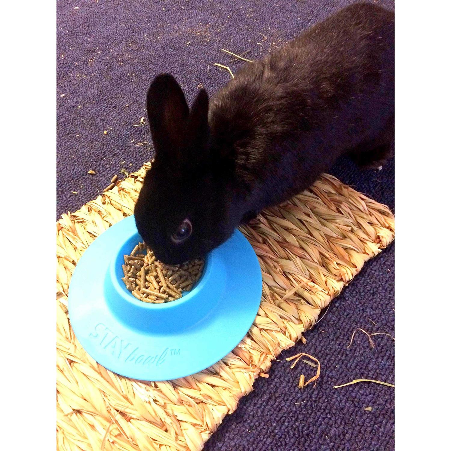 STAYbowl Tip-Proof Bowl for Guinea Pigs and Small Pets - Pet Supplies online store
