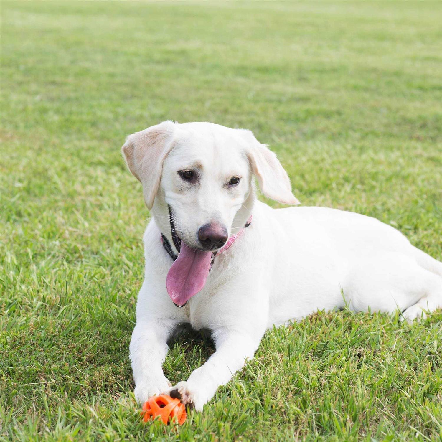 Chuckit! Breathe Right Fetch Ball - Pet Supplies online store