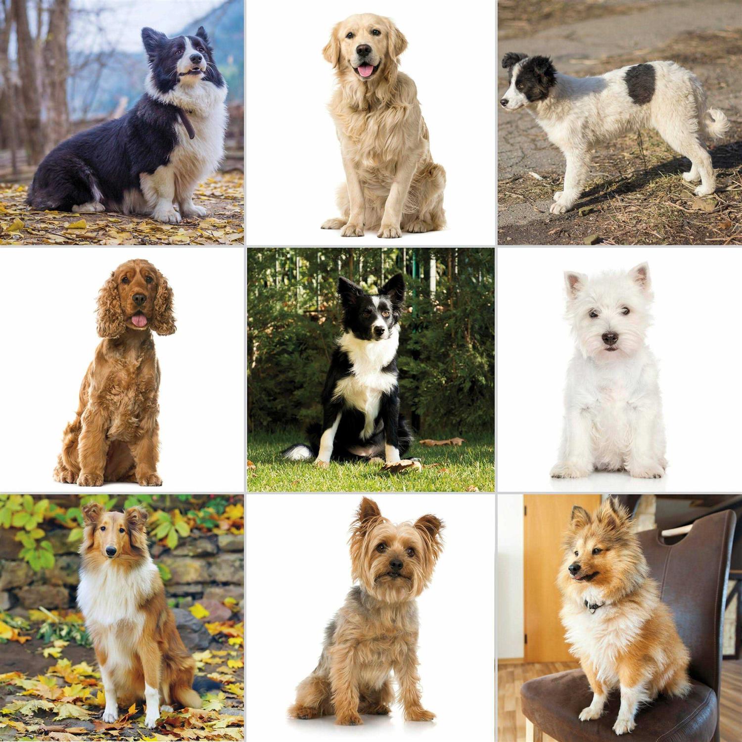 Wahl Pet-Pro Animal Clipper Kit - Pet Supplies online store