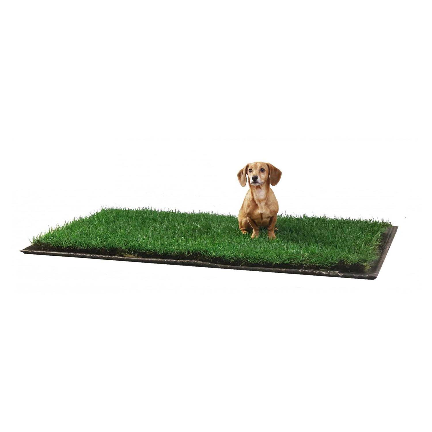 DoggieLawn Dog Potty Real Grass - Pet Supplies online store