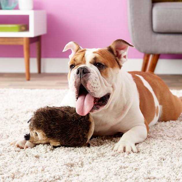 Booda Dog Toy Hedgehog - Pet Supplies online store