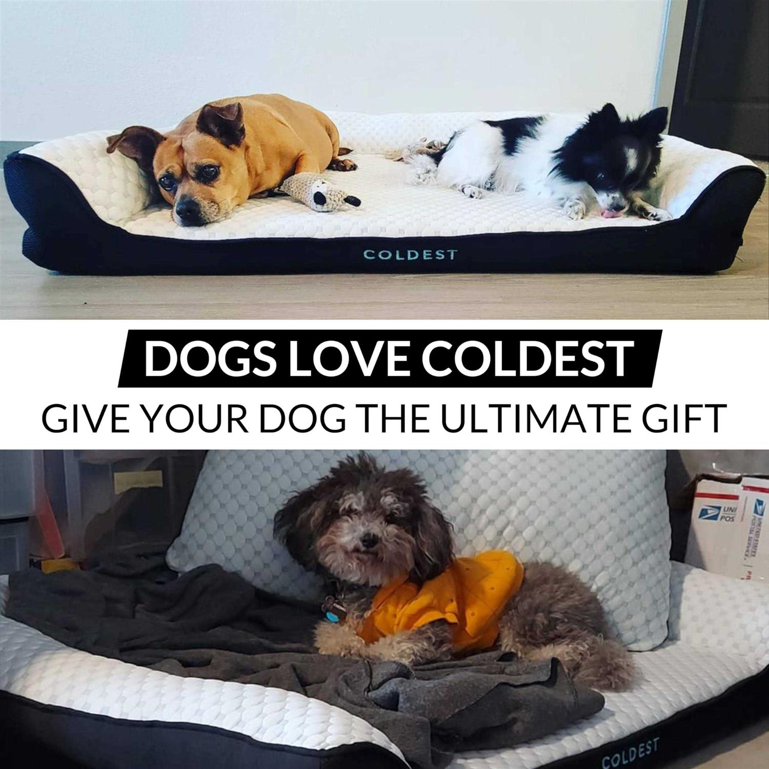 Coldest Cozy Dog Bed Cooling Medium Dog Beds - Pet Supplies online store