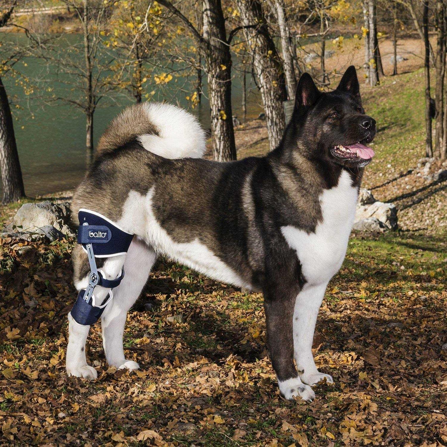 Balto Ligatek Adjustable Hinged Dog Knee Brace - Pet Supplies online store