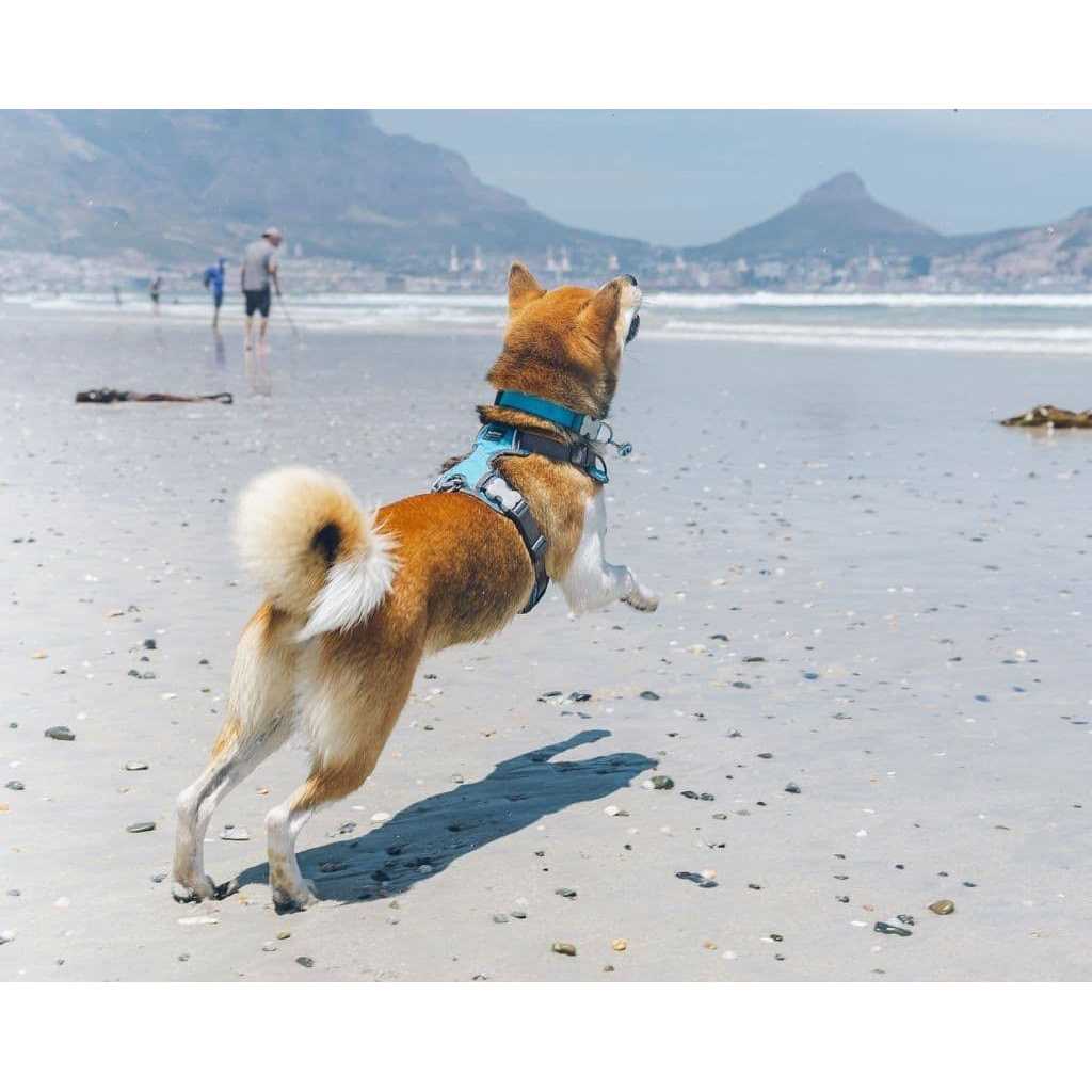 Dog Harness Red Dingo Padded - Pet Supplies online store