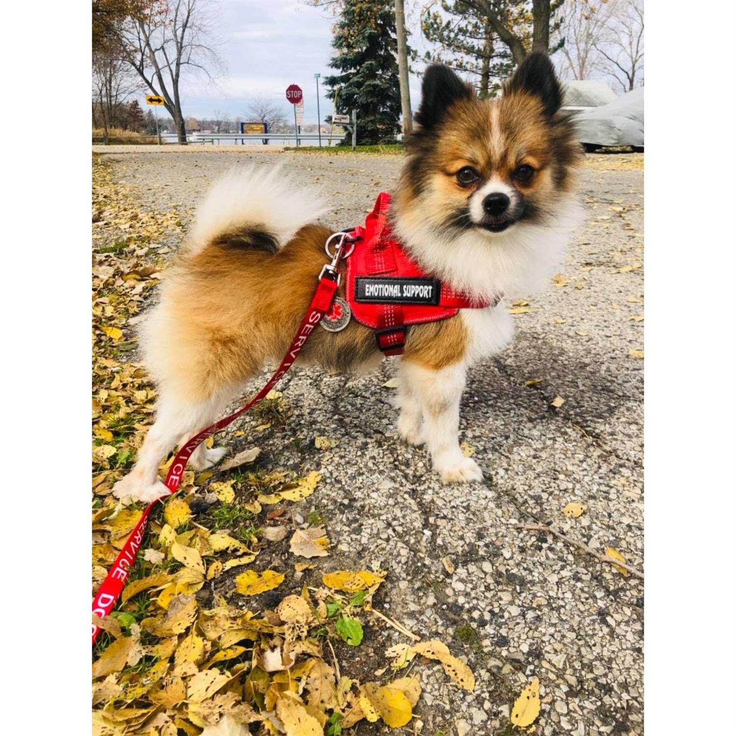 voopet Service Dog Harness,Emotional Support Pet Vest Harness,Reflective Breathable and Adjustable No-Pull ESA Dog Harness - Pet Supplies online store