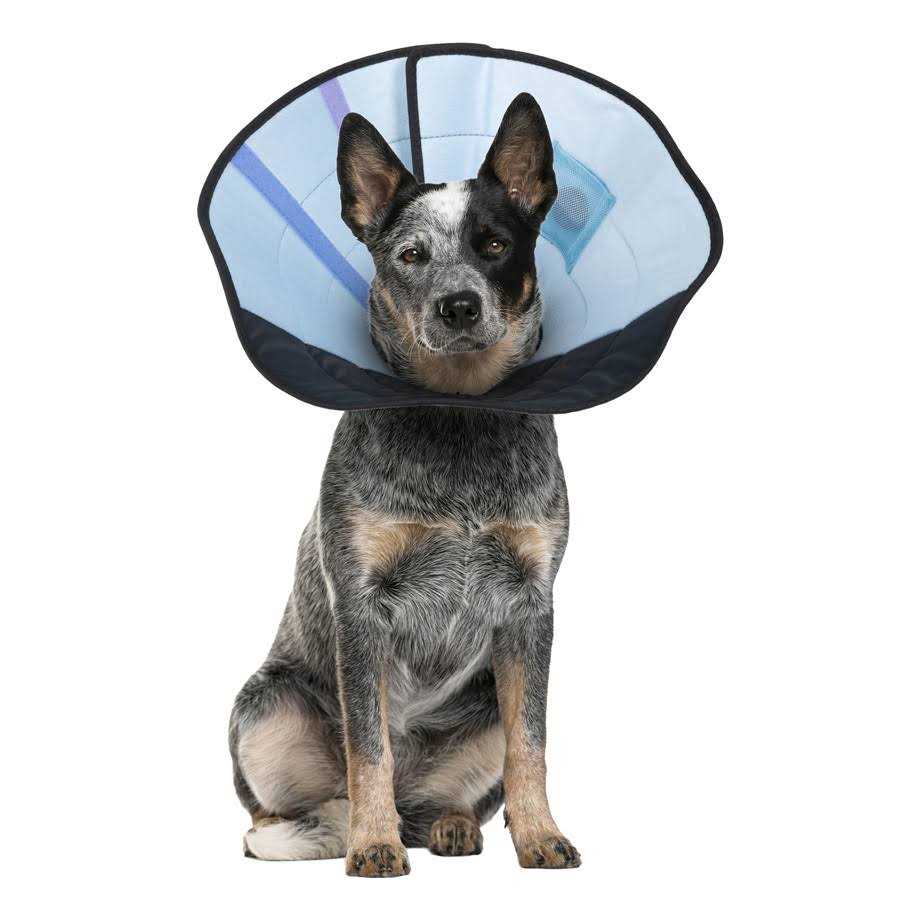 Calm Paws Dog Calming Caring Collar - Pet Supplies online store