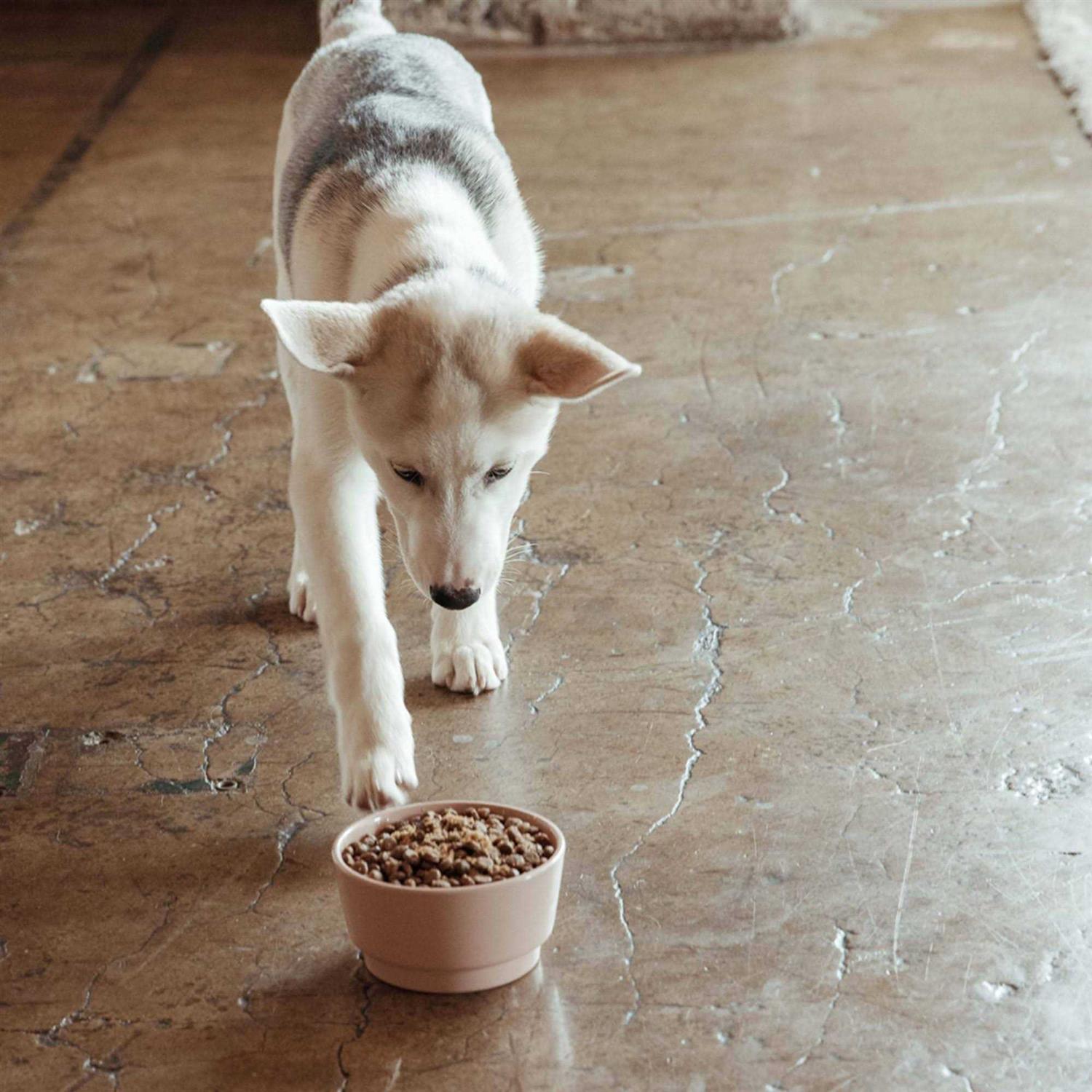 Jinx Chicken Sweet Potato & Carrot Dry Dog Food - Pet Supplies online store