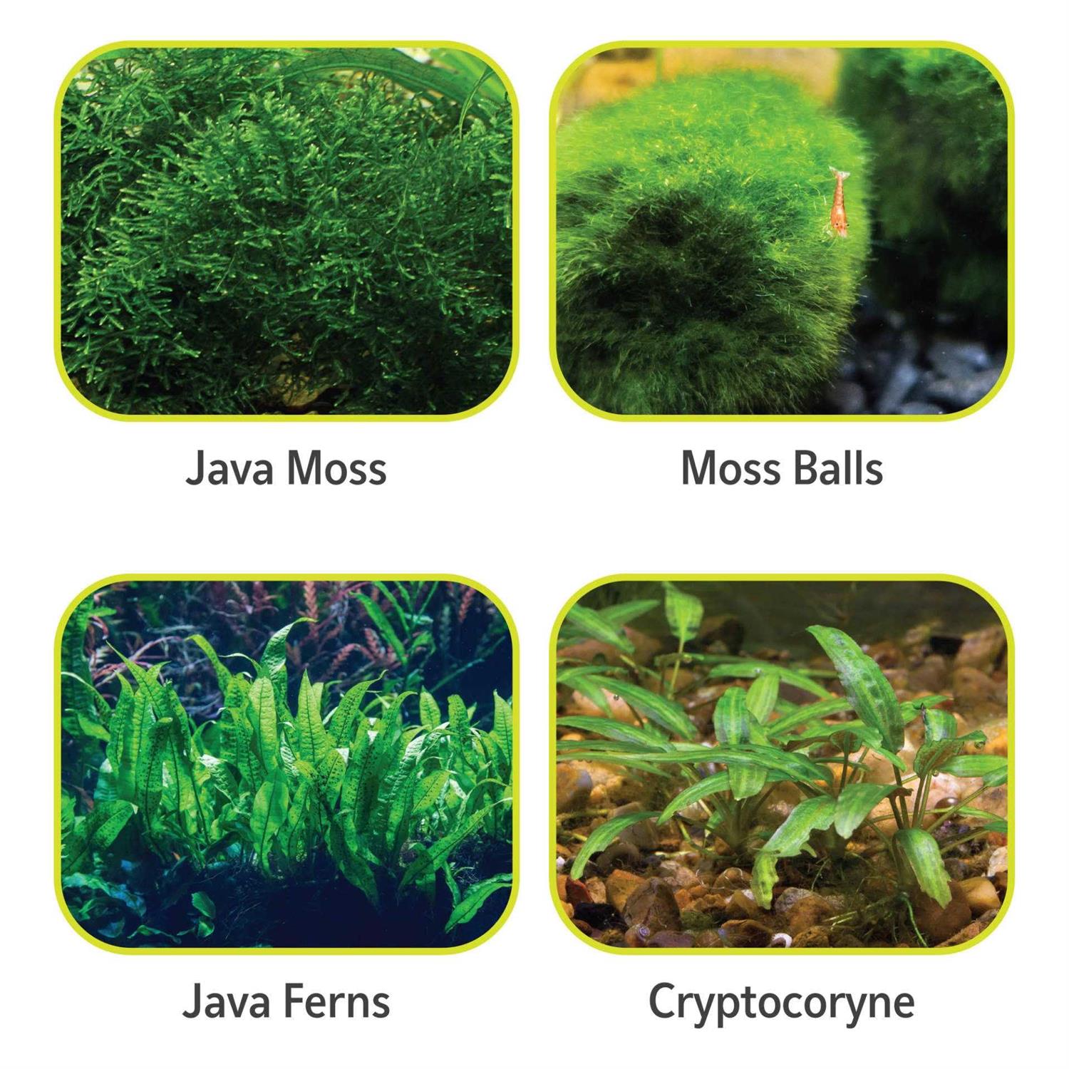 Aqueon Plant & Shrimp Aquarium Substrate - Pet Supplies online store