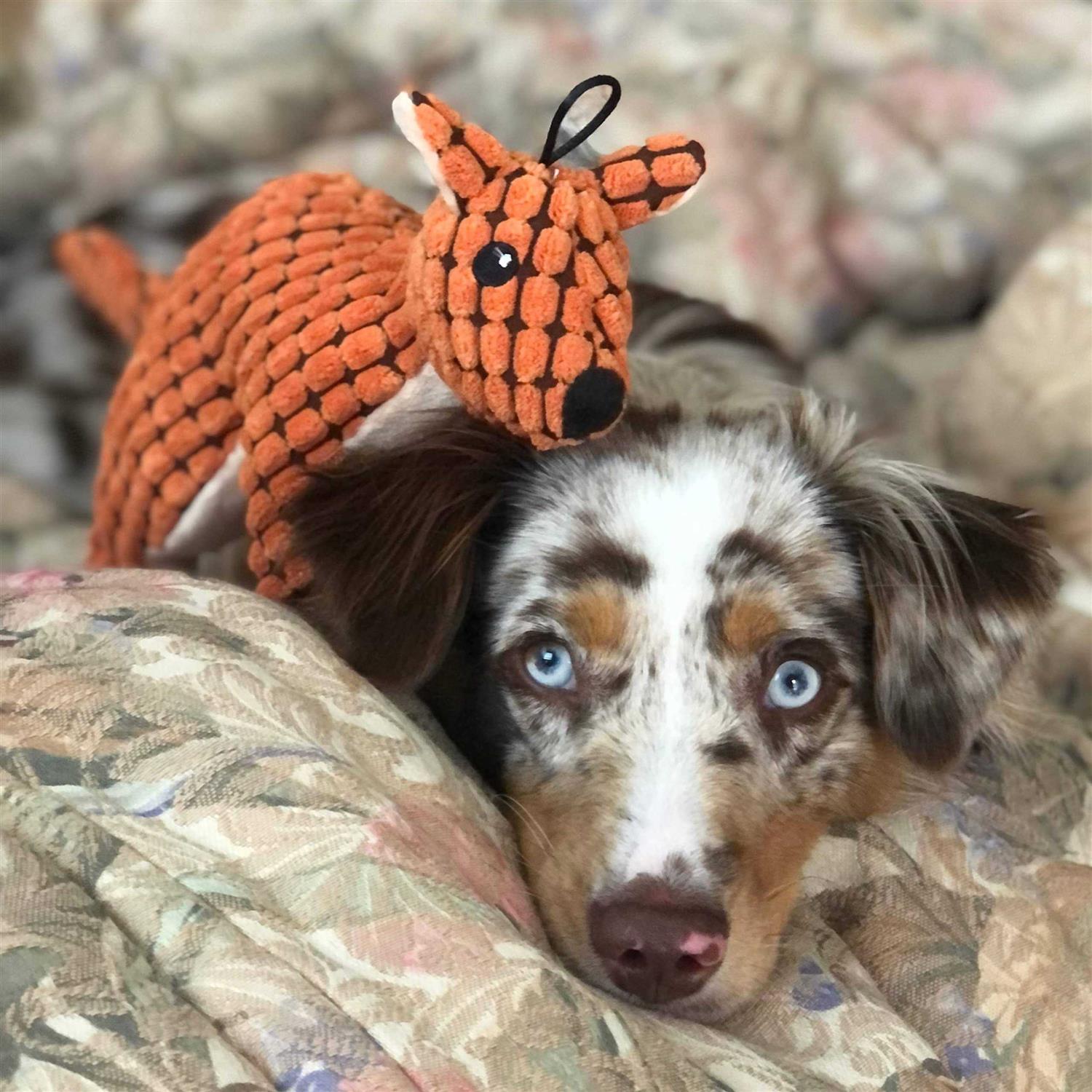 SmartPetLove Tender-Tuffs Big Shots Aussie Kangaroo Cuddly Pet Toy Stuffed Plush Dog Toy and Cute Squeaky Dog Toys for All Life Stages - Pet Supplies online store