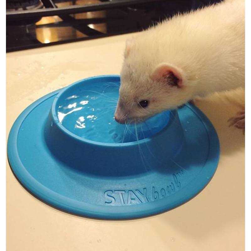 STAYbowl Tip-Proof Bowl for Guinea Pigs and Small Pets - Pet Supplies online store