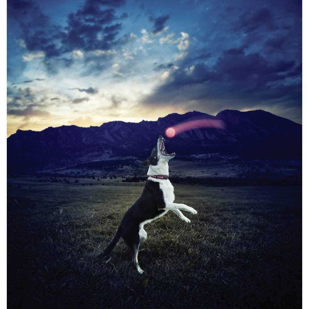 NITE IZE GLOWSTREAK LED BALL - Pet Supplies online store