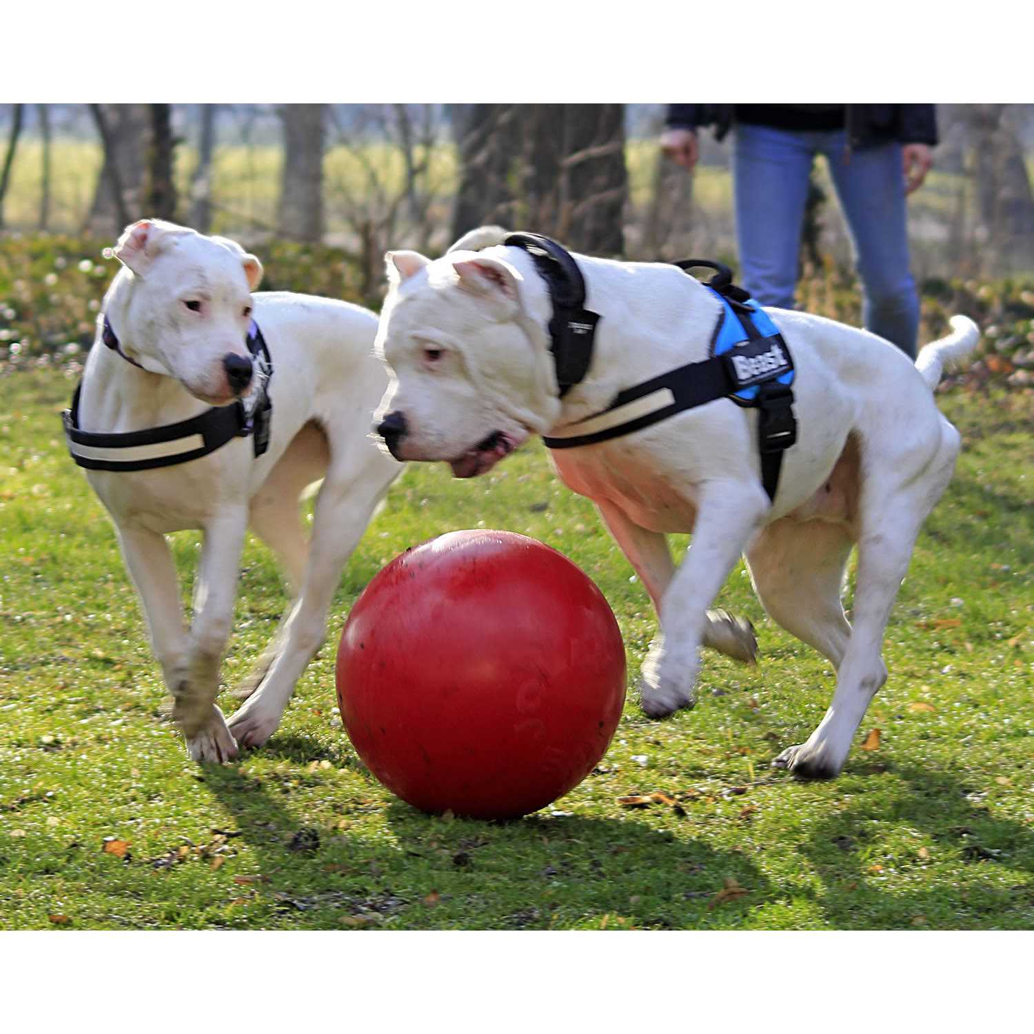 Jolly Pets Push n Play Ball - Pet Supplies online store