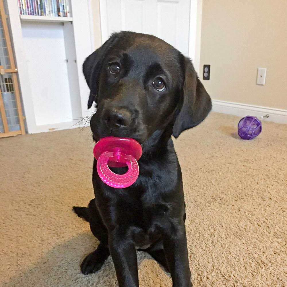 fouFIT Paci Chew - Pet Supplies online store