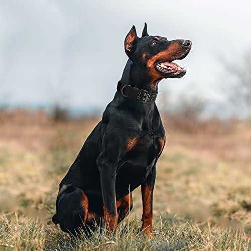 Tactical Dog Collar Military Dog Collar Nylon Adjustable Training Dog Collar Heavy Duty Metal Buckle for Medium Large Dogs - Pet Supplies online store