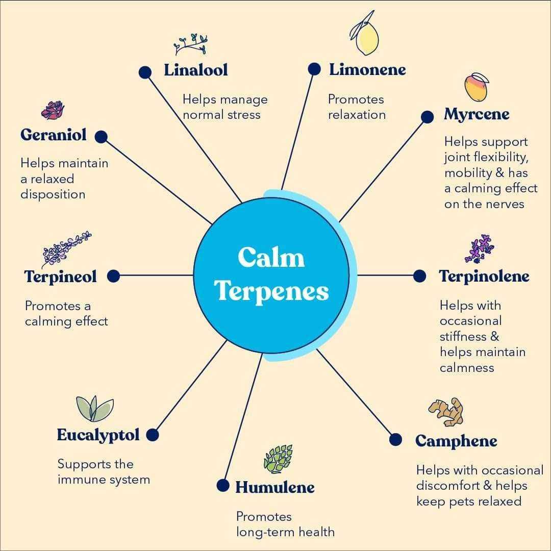 Calm Soft Chews - Pet Supplies online store