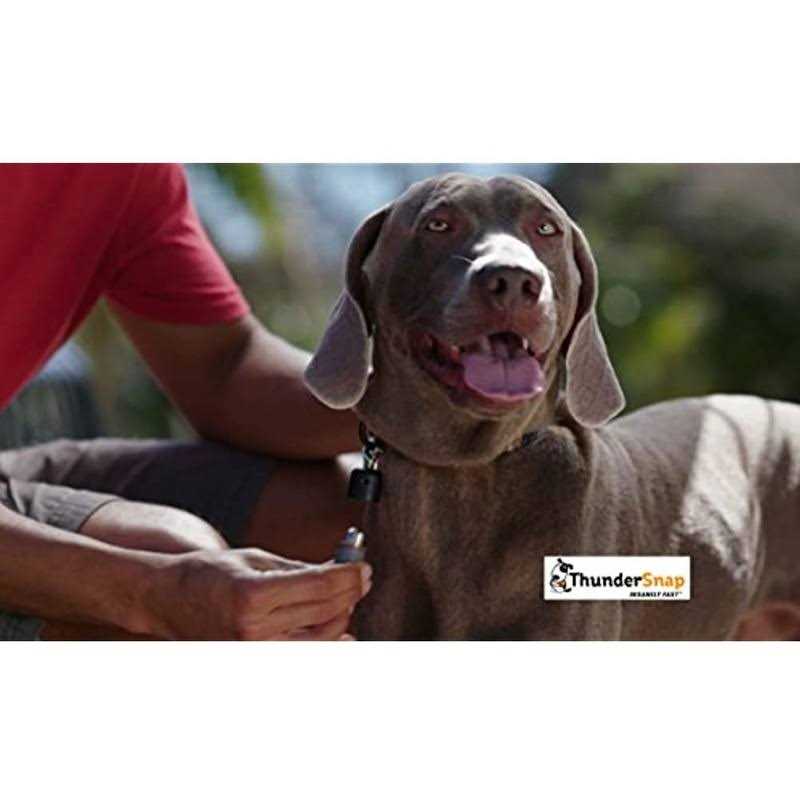 ThunderSnap Quick-Connect Dog Leash - Pet Supplies online store