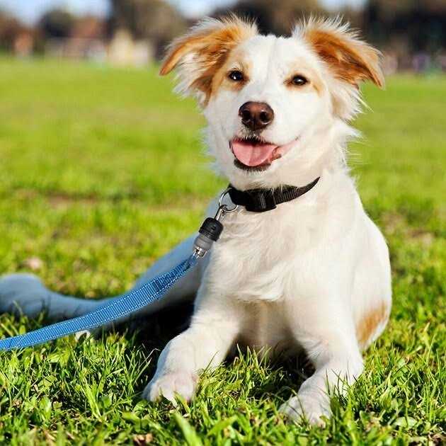 ThunderSnap Quick-Connect Dog Leash - Pet Supplies online store