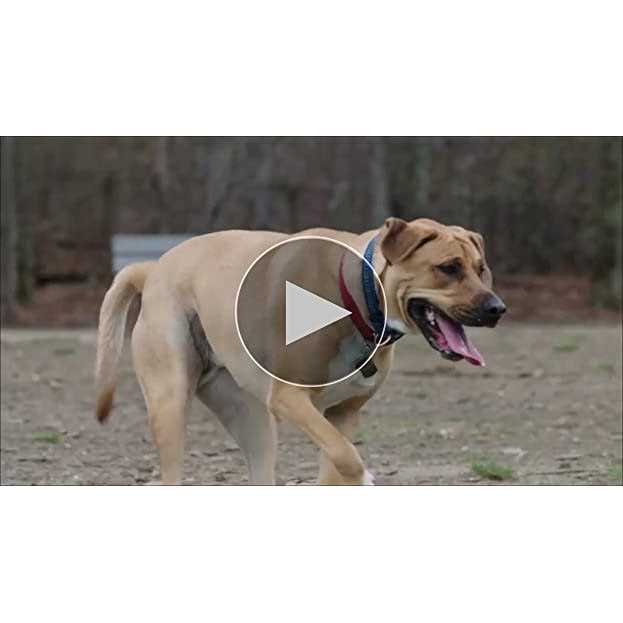 DreamBone Chicken Dog Chews - Pet Supplies online store