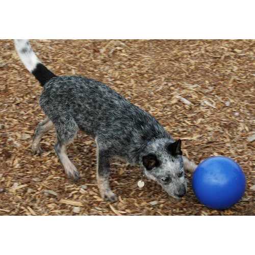 Boomer Ball Company of Animals - Pet Supplies online store