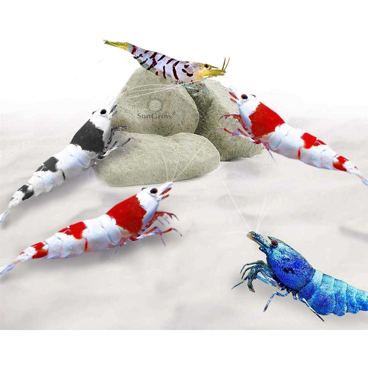 Sungrow Shrimp Mineral Rocks for Molting - Pet Supplies online store