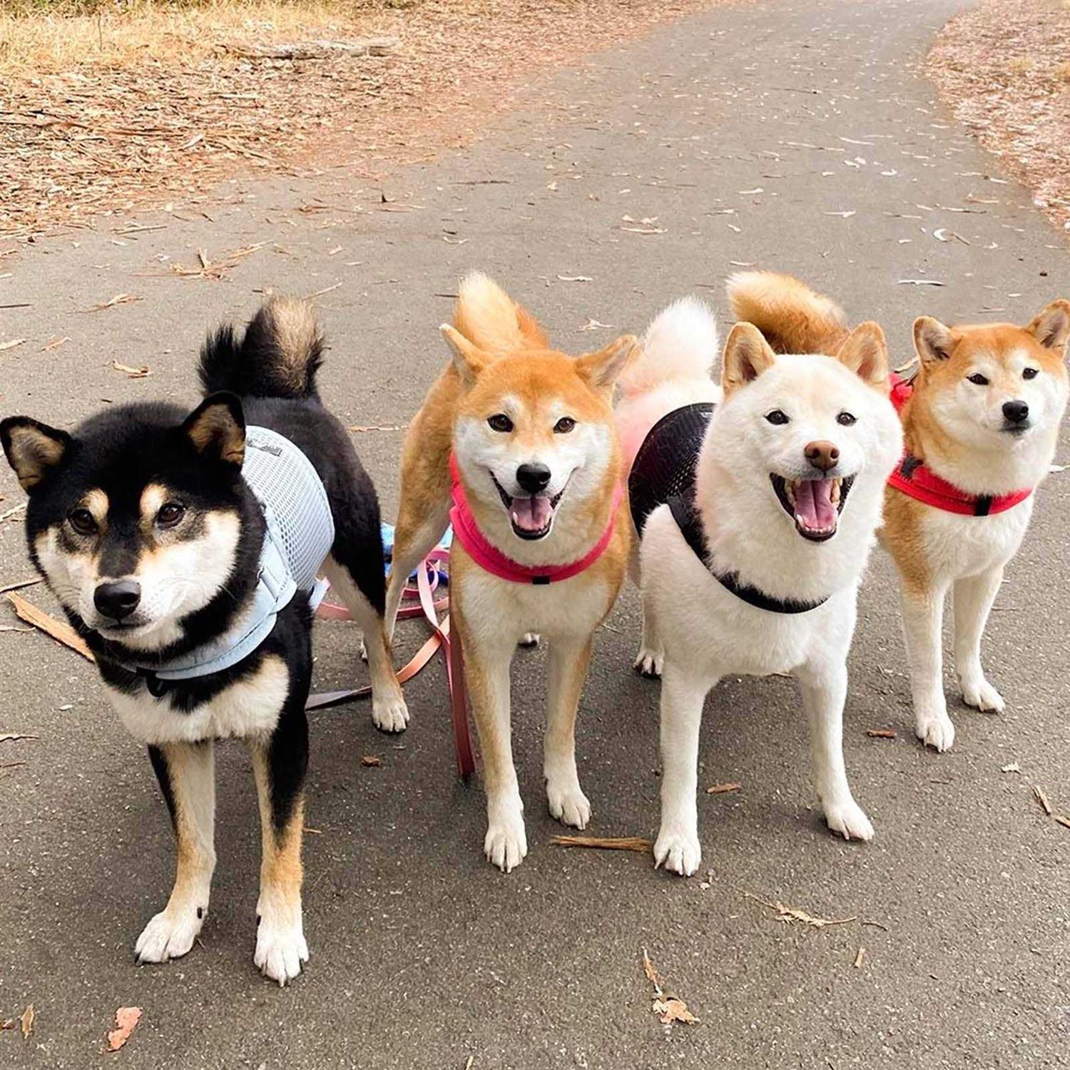 Sleepypod Martingale Walking Dog Harness - Pet Supplies online store