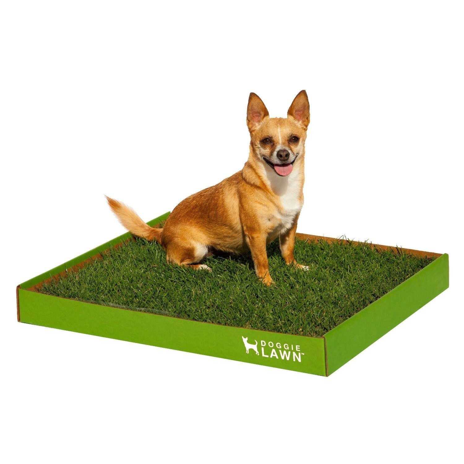 DoggieLawn Real Grass Puppy Pee Pads 24 x Perfect Indoor Litter Box for Dogs - Pet Supplies online store
