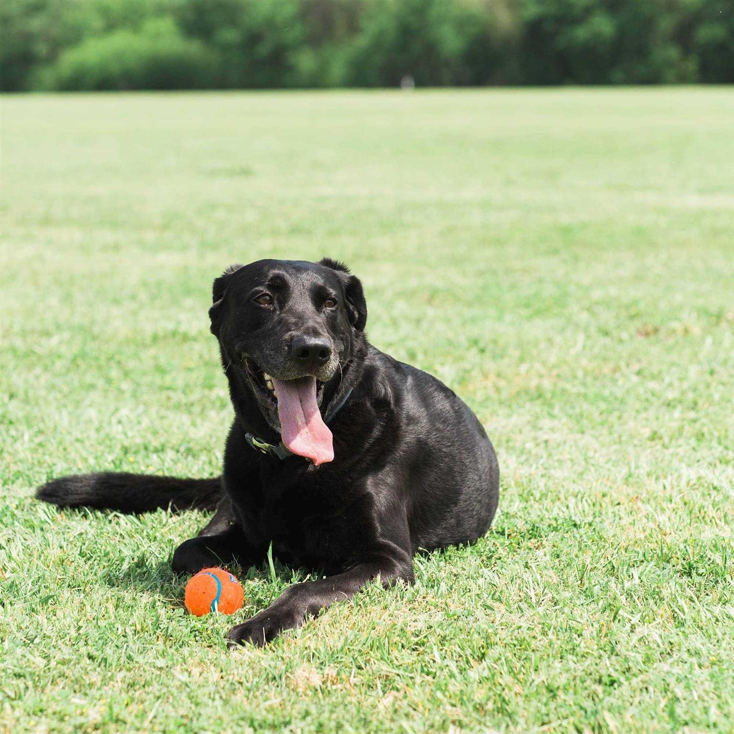 Chuckit! Tennis Ball - Pet Supplies online store