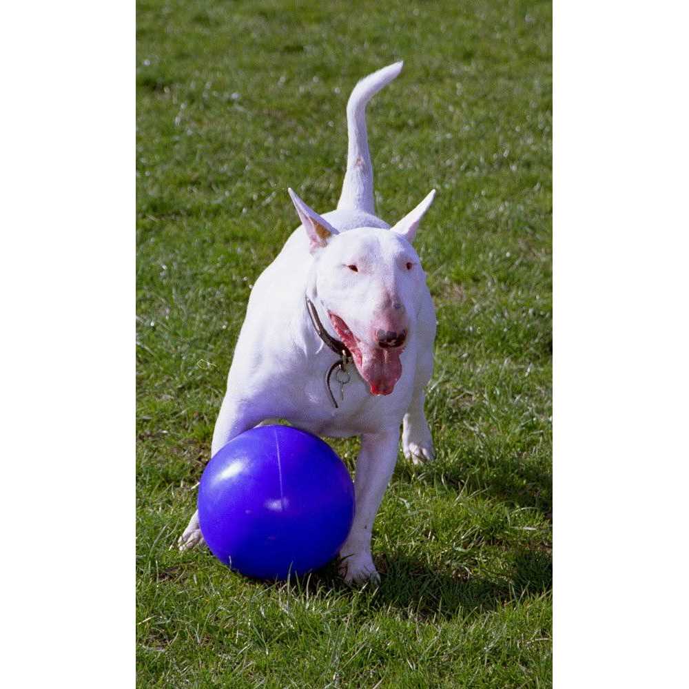 Boomer Ball Company of Animals - Pet Supplies online store
