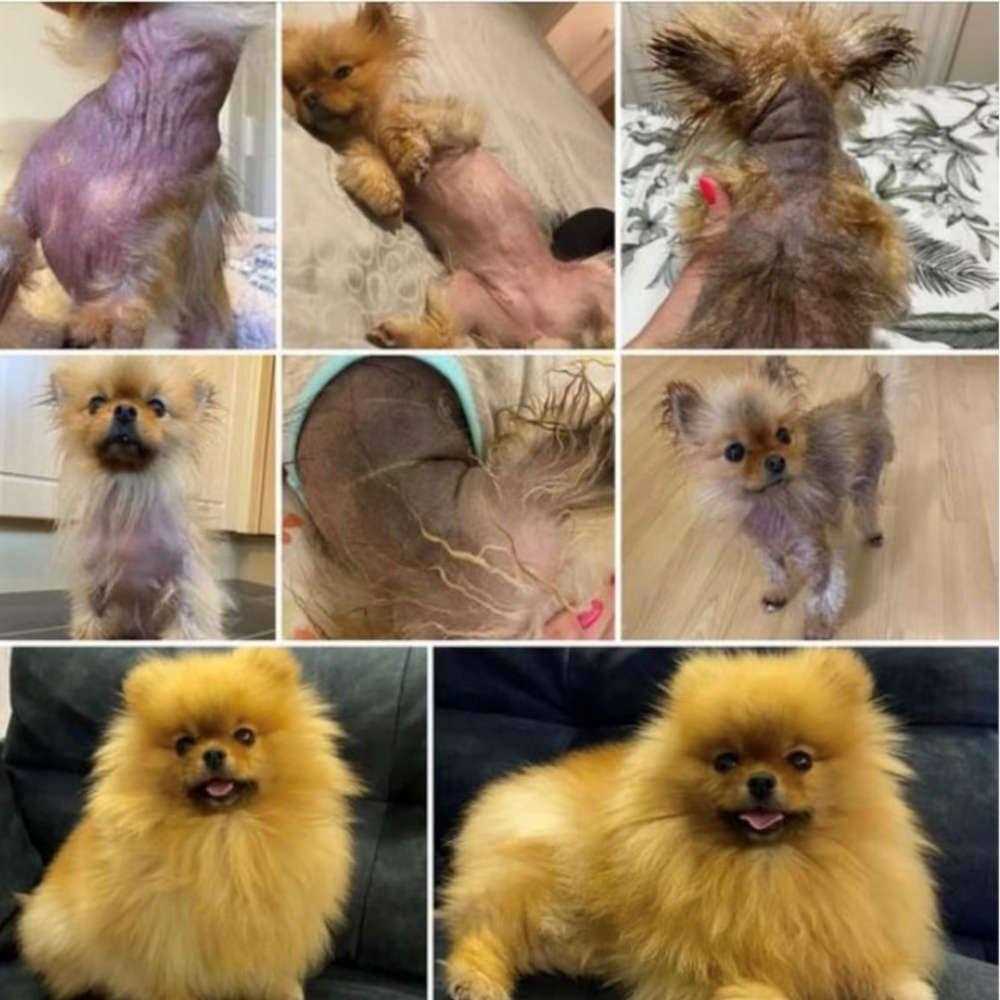 DERMagic Skin Rescue Lotion - Pet Supplies online store