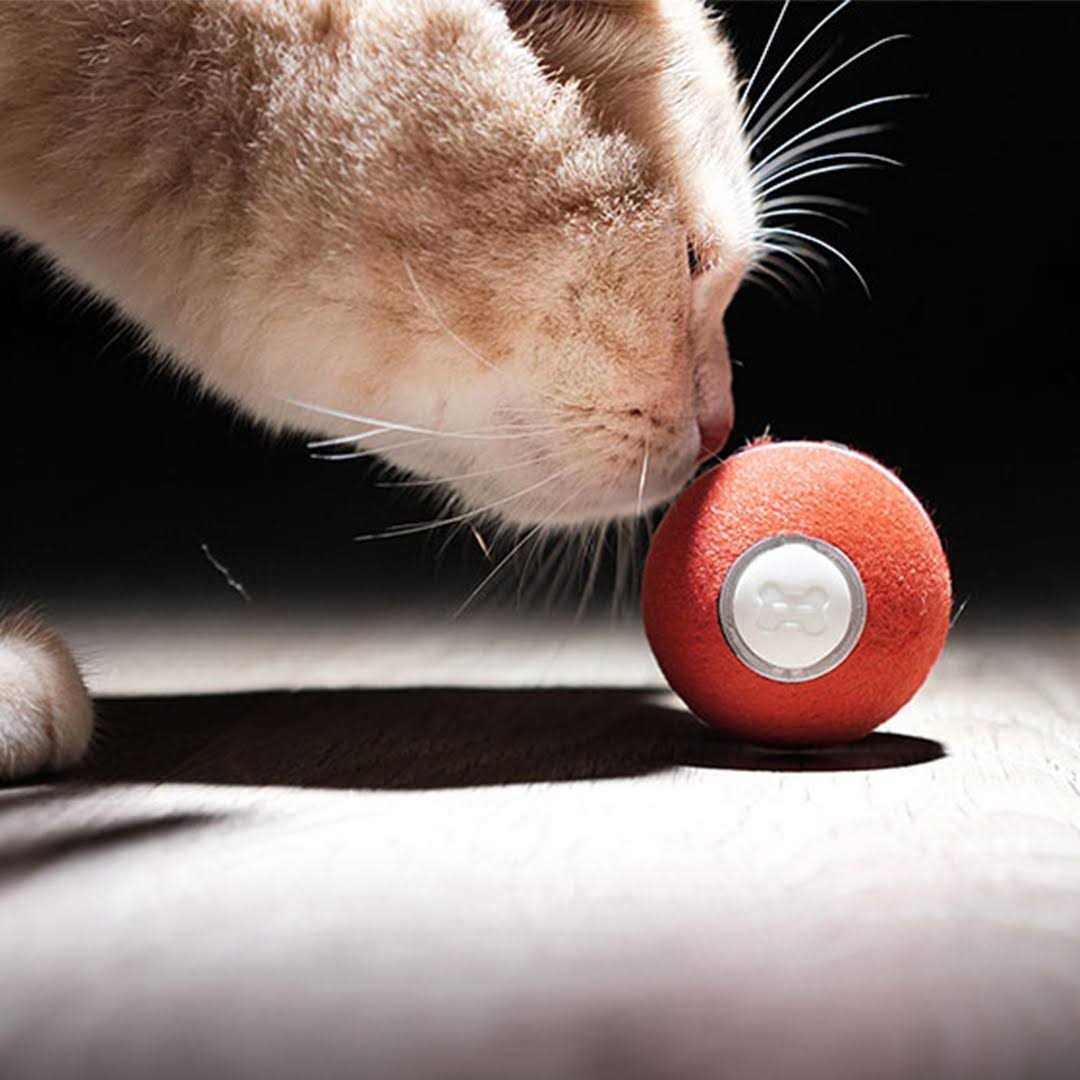 Cheerble Ball Smart interactive Cat Toy 1.7 Inch - Pet Supplies online store