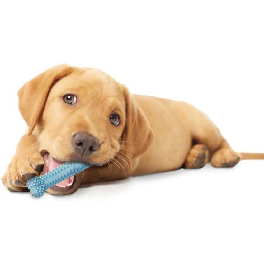 Nylabone Puppy Dental Chew Toy - Pet Supplies online store