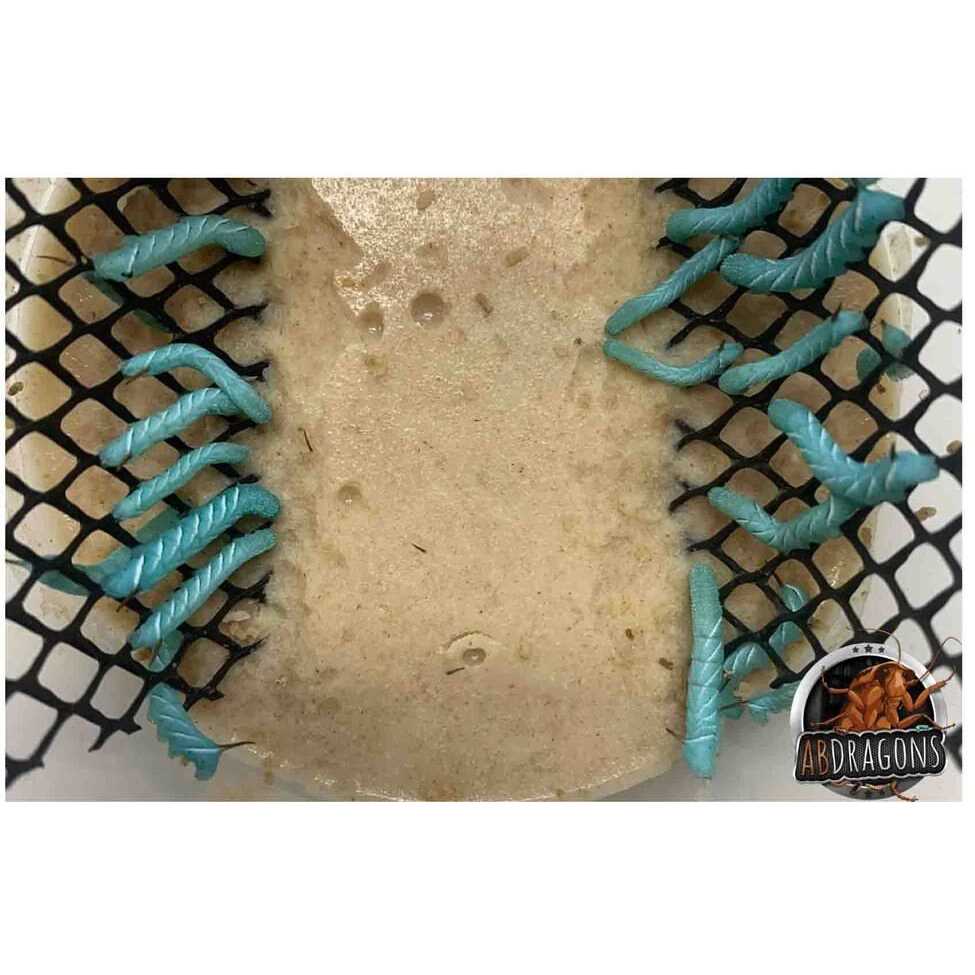 ABDragons Dubia Small Roach Hornworm & Superworm Live Feeder Combo Reptile Food - Pet Supplies online store