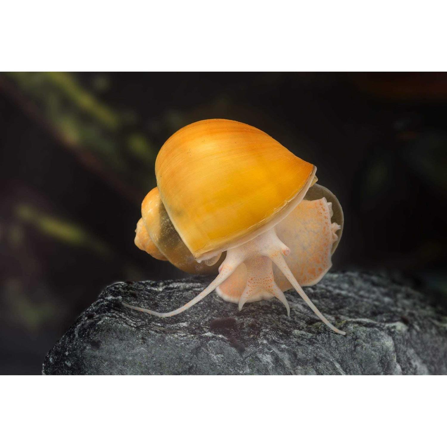 AQUATICBLENDEDFOODS ABF Aquatic Freshwater Snail Food Mix #2 with Calcium - Pet Supplies online store