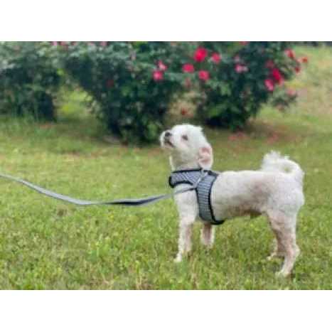 cloak & dawggie Teacup Gingham Dog Harness Vest - Pet Supplies online store