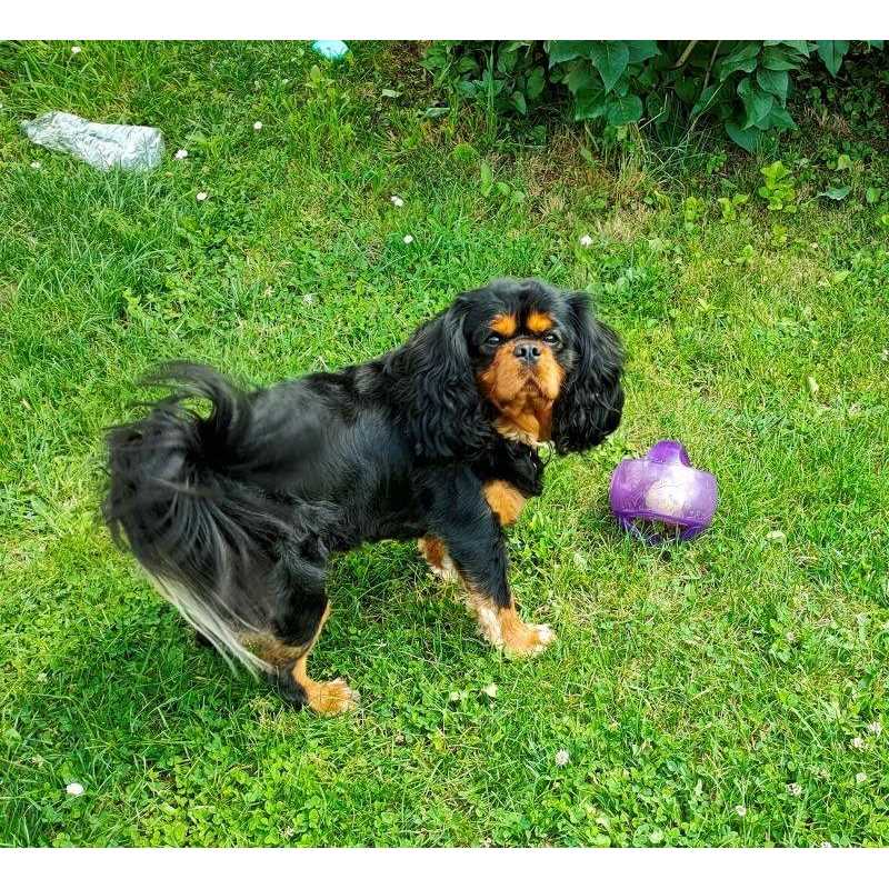 KONG Jumbler Ball Dog Toy - Pet Supplies online store