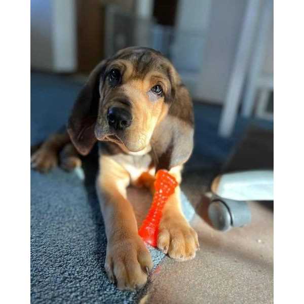 Nylabone Puppy Chill & Chew Bone - Pet Supplies online store