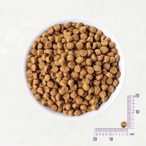 Wellness CORE Natural Grain Free Small Breed Dry Puppy Food - Pet Supplies online store