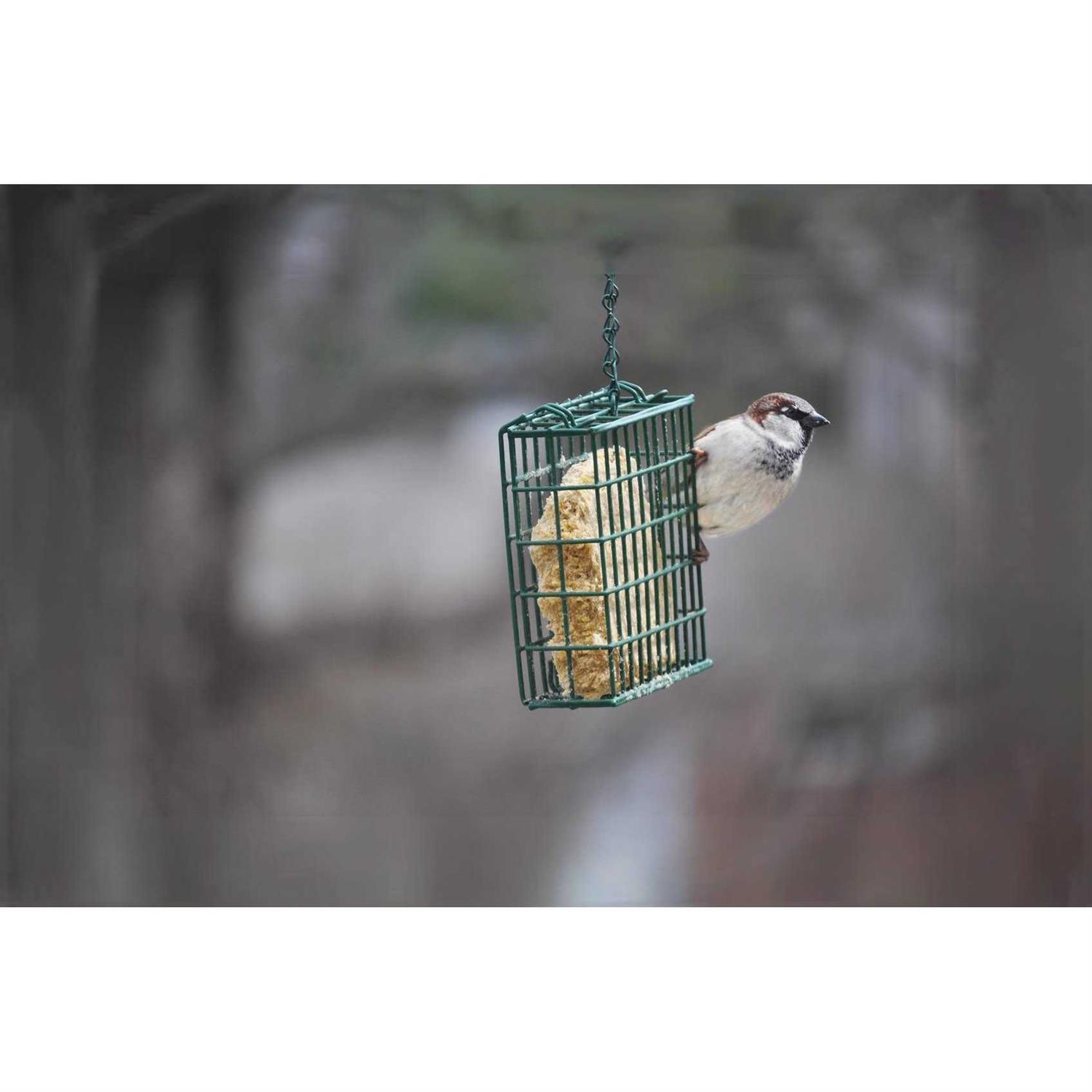 C&S Mealworm Delight No Melt Suet Dough - Pet Supplies online store