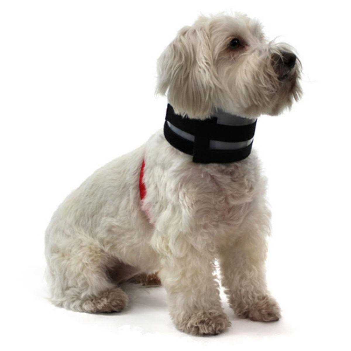 BiteNot Collar - Pet Supplies online store